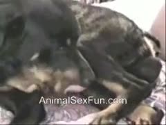 Skinny golden-haired can't live without having sex with very large dogs